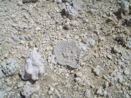 Sovrapposizione di conchiglie e fossili a Pianosa